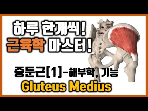 [힐링무브 근육학] 5-4-(1) 중둔근(중간볼기근, Gluteus Medius) 의 해부학과 기능 | 허리통증 일으키는 근육 | healingmove