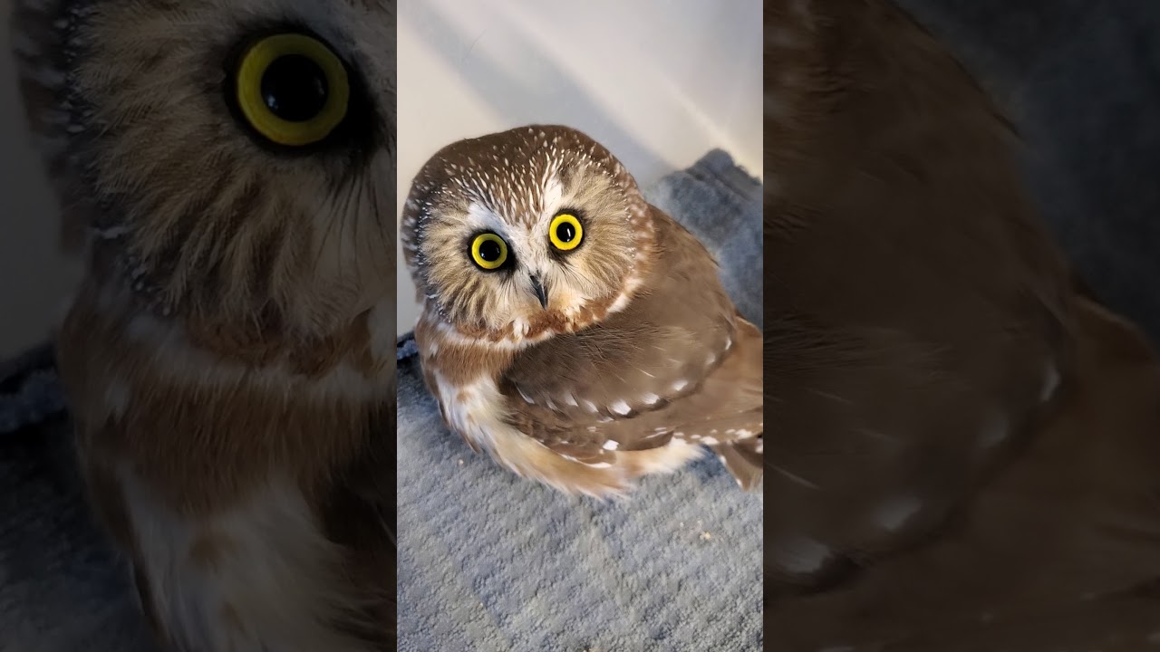 "Saw Whet" Owl... smallest owl we have ever xrayed...wing trauma