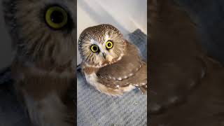 Saw Whet Owl... smallest owl we have ever xrayed...wing trauma