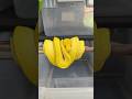 What was once a red baby has now turned fully yellow. Owned & produced by The Trap Exotics.