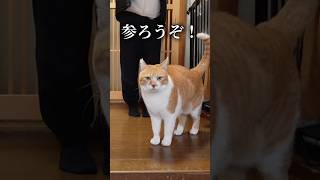 猫ハラな起こし方 #元野良猫チャチャ #猫武将 #ねこ #ネコ #cat