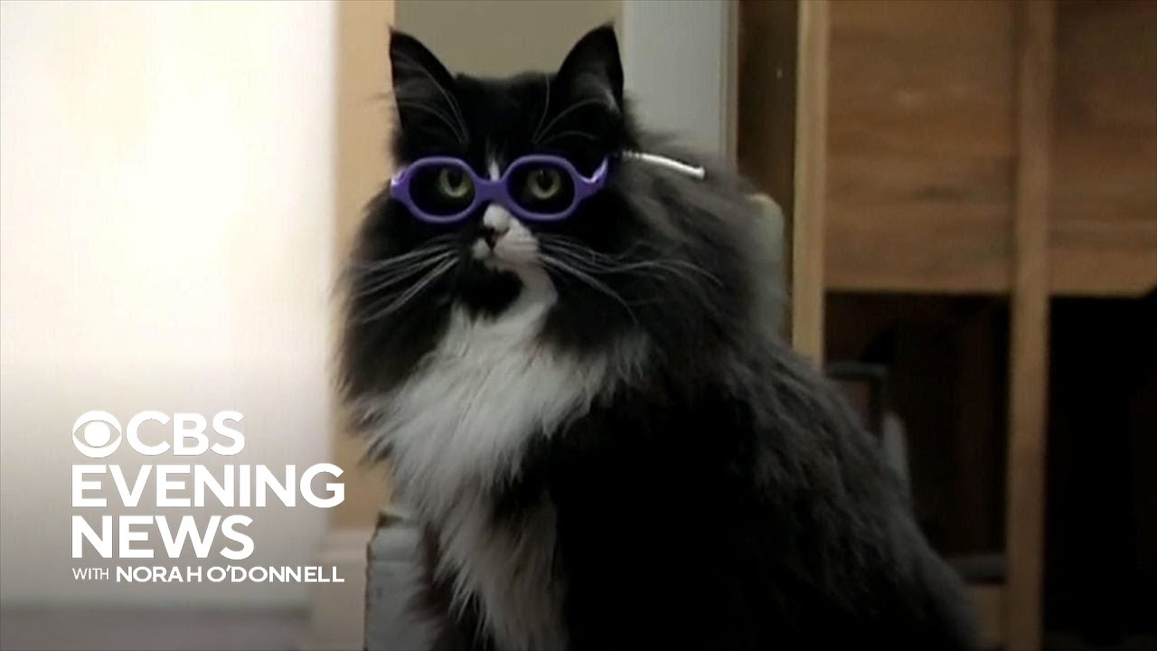 How a cat helps kids getting glasses for the first time feel comfortable