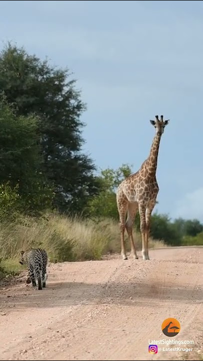 Leopard Bumps Into Giraffe On The Road