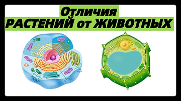 Отличия РАСТЕНИЙ от ЖИВОТНЫХ | ЖИВОТНЫХ клеток от РАСТИТЕЛЬНЫХ | ЕГЭ биология