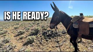 MULES 2nd RIDE: Solo Training &amp; Desert Shed Hunting with a Green Mule