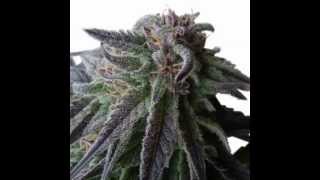 SPECIAL QUEEN 1 / Cannabis Marijuana Weed Kush