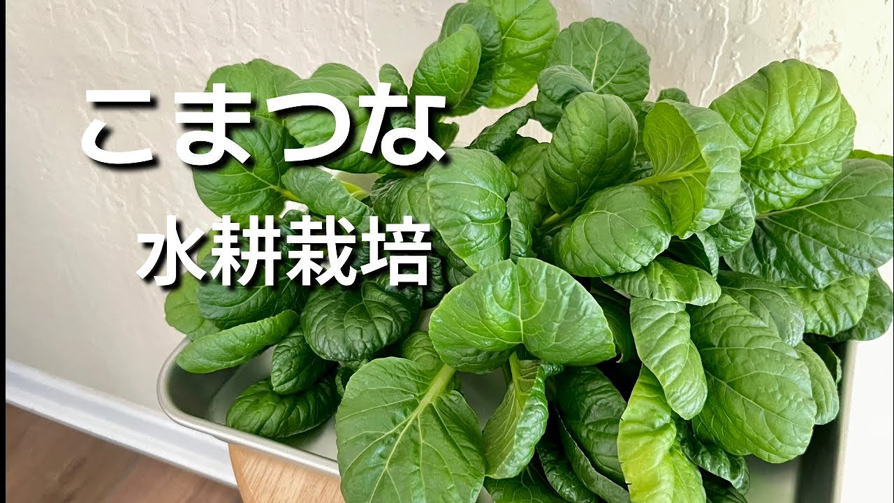 水耕栽培】 こまつな 60日間室内栽培 - YouTube