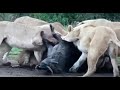 Incredible Footage: Lions Eats a Warthog Alive...!