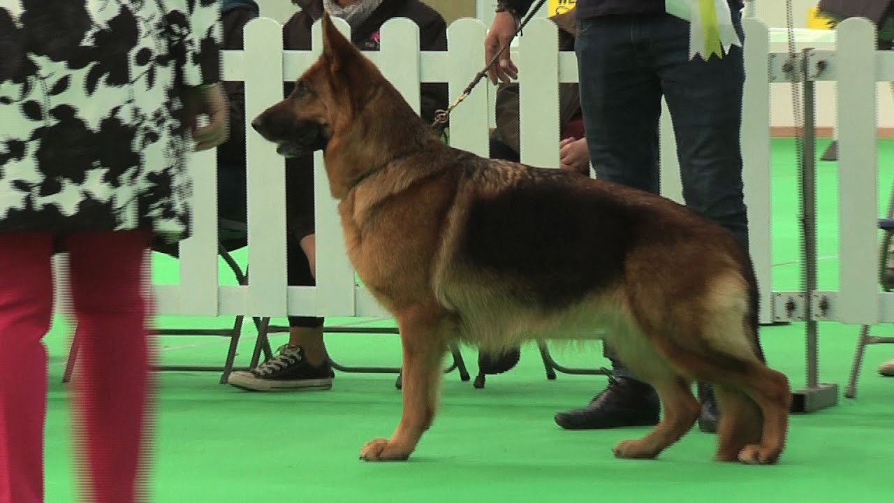 WELKS Dog Show 2016 Pastoral Group FULL YouTube welks-dog-show-2016-pastoral-group-full-youtube