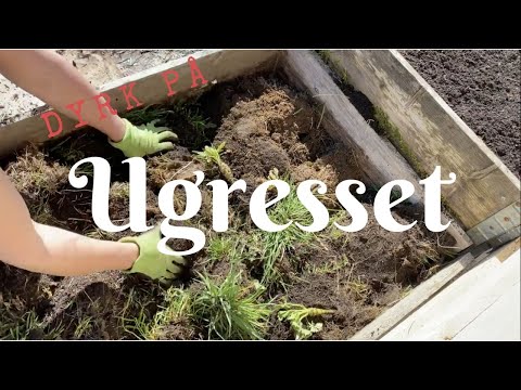 Video: Rengjøring Av Forsømte Områder I Hagen. Rengjøring Av Stedet For Ugress. Forbedring Av Jord Og Mdash