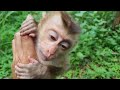 i found an abandoned baby monkey when i go to the forest