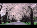 桂 銀淑(ケイ ウンスク)/うぐいす byトミー