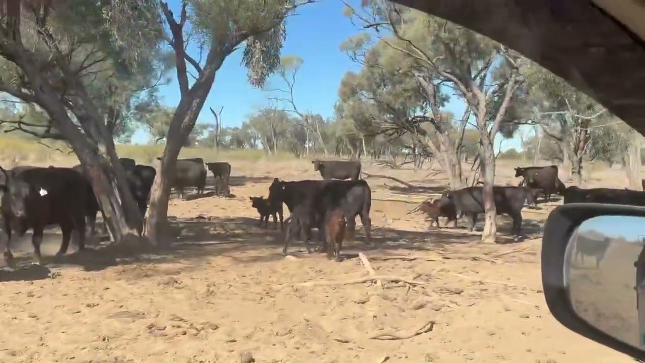 FOR SALE: 300 Angus Cows - Calving Now