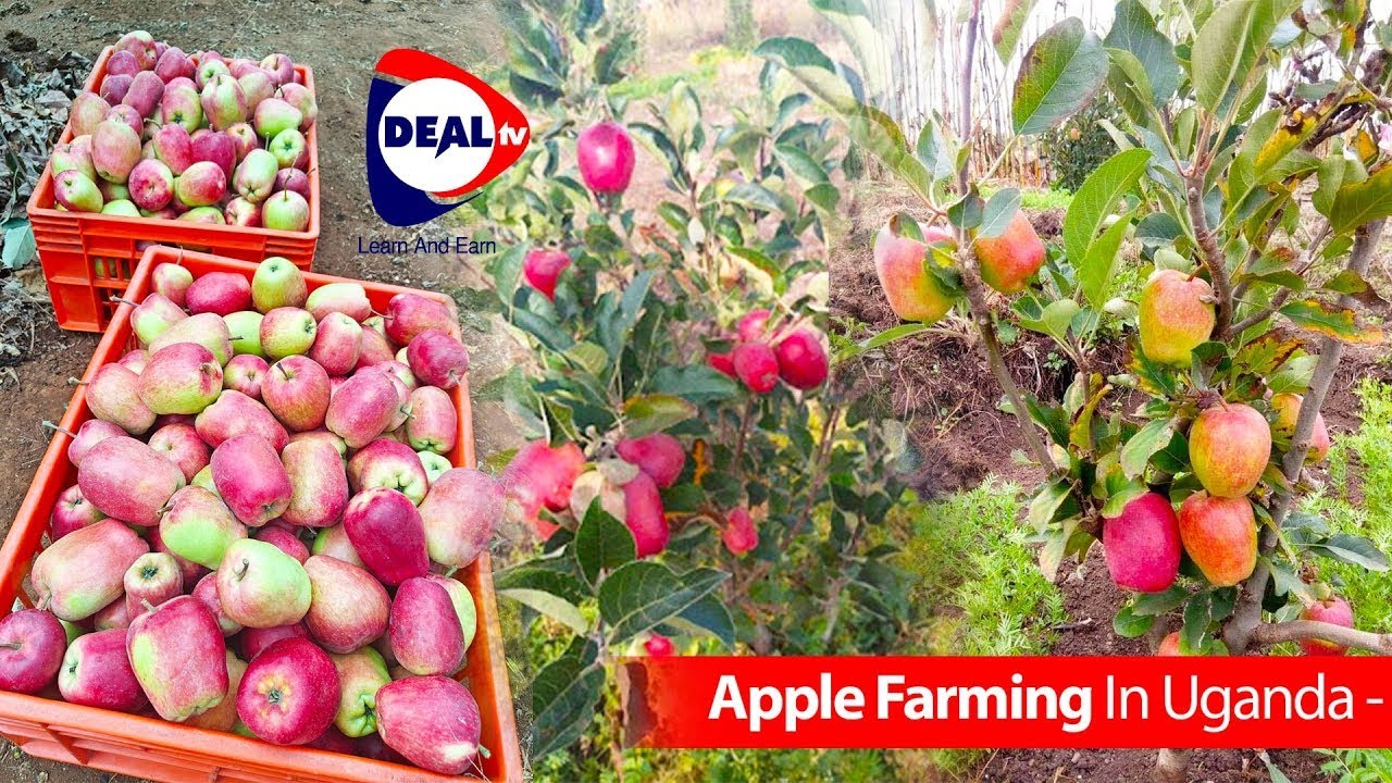 Can Apples Really Grow in Uganda? 🍎 Secrets to Successful Apple Farming Revealed!