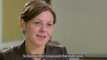 UMass Extension IPM Video Series- Downy Mildew in Grape