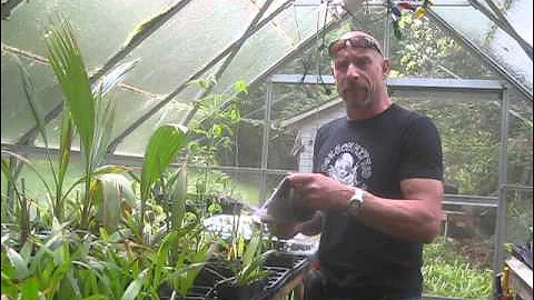 How to Germinate Sabal & Trachycarpus  Palm Seeds Using the Baggy Method