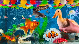 Duck, Goldfish, Koi, Catfish, Jellyfish, Barbs Fish in giant aquarium