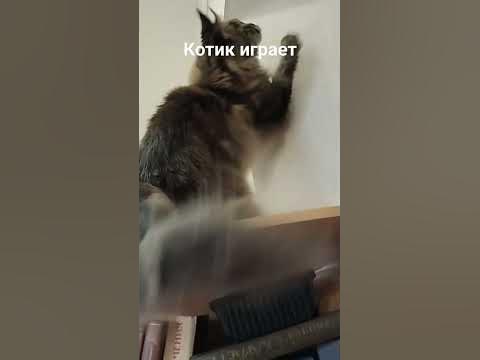 Котик играет с игрушкой - YouTube