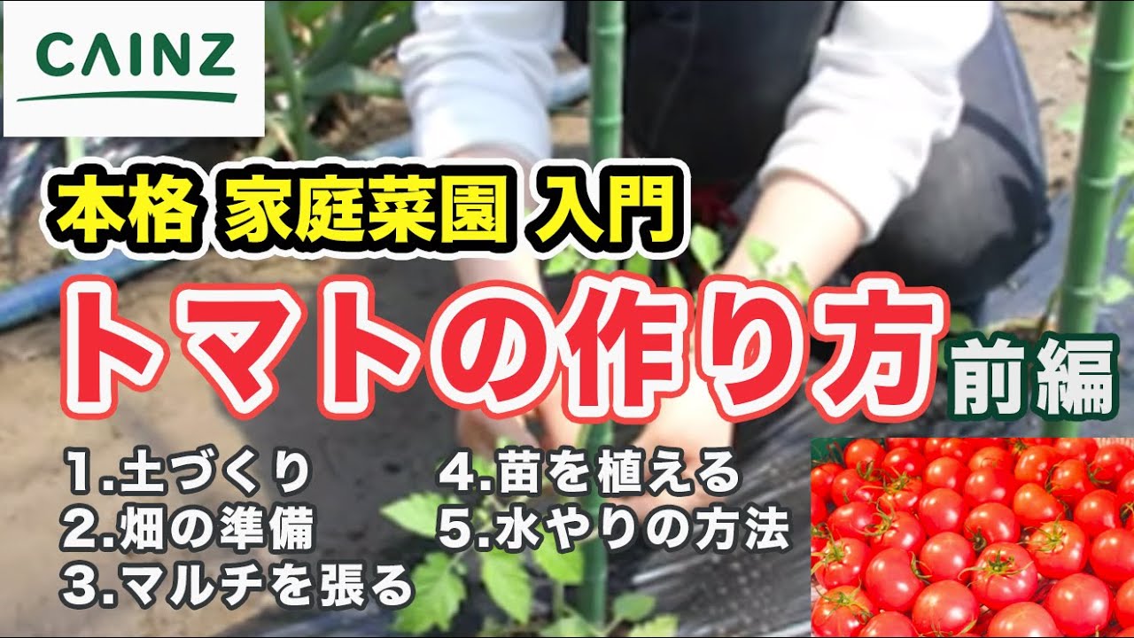 実写でよくわかる トマトの育て方 家庭菜園向け夏野菜を育てよう 土づくり 畑 マルチ 苗植え 水やり 前編 Youtube
