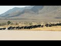 Herd of African elephants at the Ruaha national park | Elephants | Wildlife | Ruaha national park