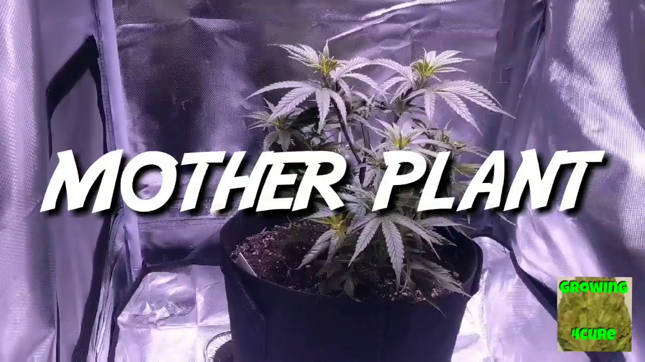 Mother plant update - Cheap Budget Marijuana grow tent