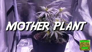 Mother plant update - Cheap Budget Marijuana grow tent