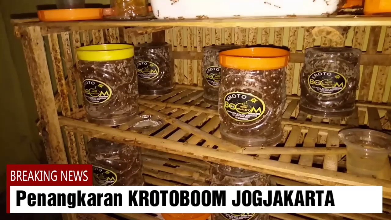 Krotoboom Cara Buat Kandang Budidaya Kroto Youtube