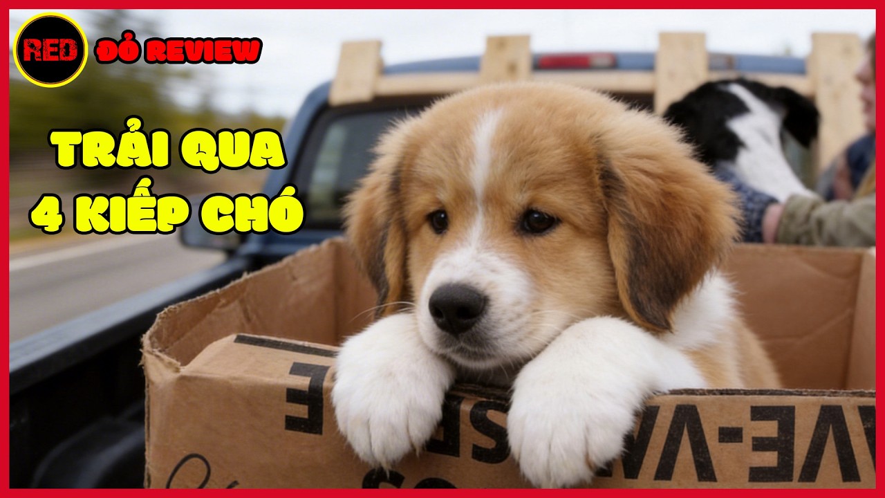 [Review Phim] Chú chó trải qua bốn kiếp chó khác nhau mới gặp lại được chủ nhân