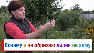 Обрезка лилий на зиму - я свела ее до минимума