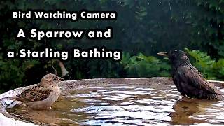 A Sparrow and a Starling Have a Bath - Bird Watching Camera