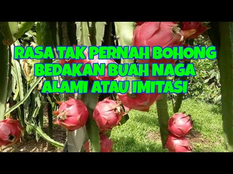  PERBEDAAN  BUAH NAGA MATANG ALAMI  DAN  BUATAN  YouTube