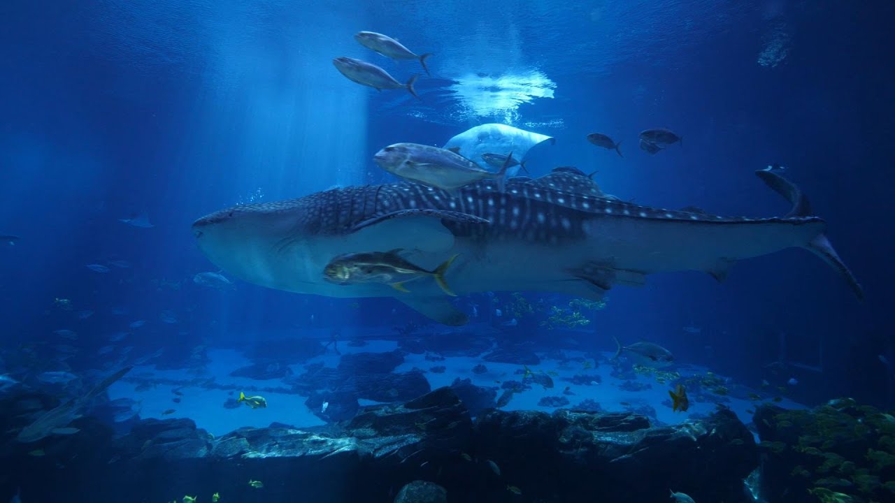 Aquarium Whale Shark Dive. YouTube