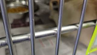 acs A676465