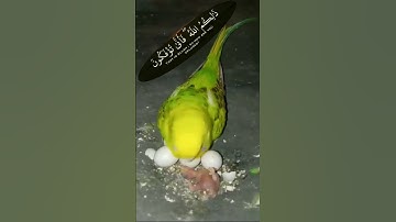 يخرج الحي من الميت🐥| و مخرج الميت من الحي🥚|  love birds 🐦 سورة Sura الأنعام   Al-An'aam آية Aya 95