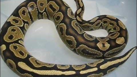 2012 Collection Update Part 1