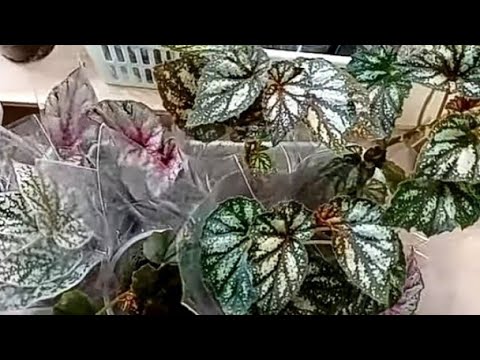 Выставка цветов. Завершаем