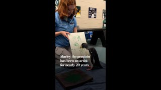 Penguin Artist With Big Personality Goes Viral