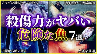 【ゆっくり解説】海には危険がいっぱい!? 殺傷力が高い「危険な魚」7選を解説/男性の大事な部分を狩る魚たち!?/日本全域に生息する超危険魚とは!?