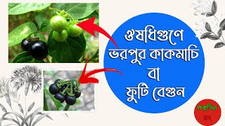 কাকমাচি বা ফুটি বেগুনের ভেষজ গুণ ও উপকারিতা জেনে নিন। প্রকৃতির রং screenshot 4