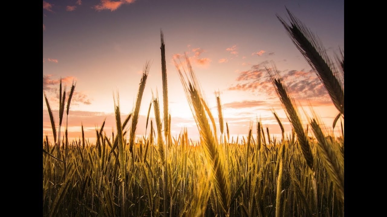 Ой ты, Рожь. Осень. Футаж. Поёт красноармейский хор - YouTube