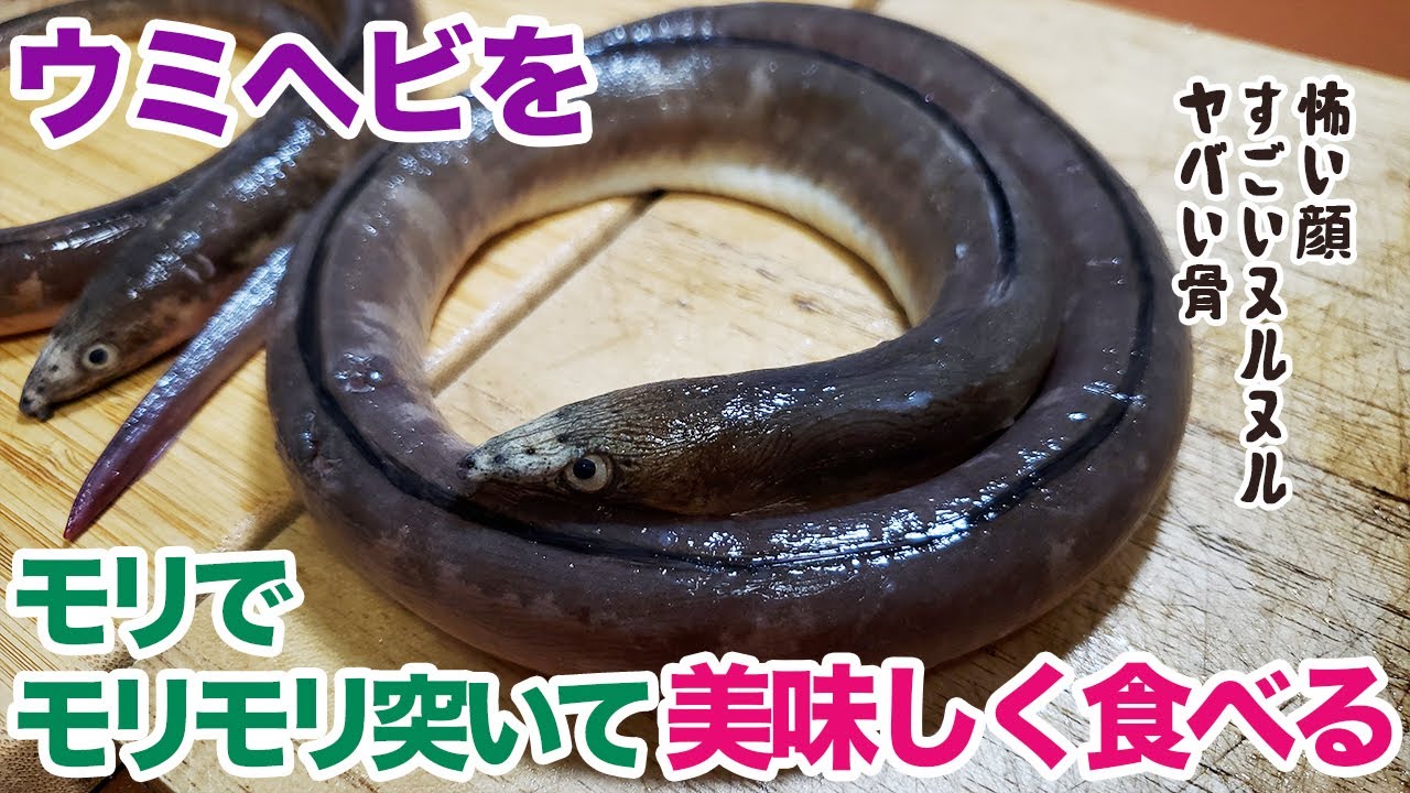 ウミヘビをモリでモリモリ突いて美味しく食べる