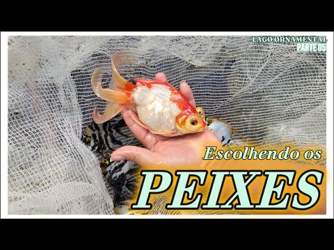 Lake Cycling + Release of the First Fish 🐟💚 | Ornamental Lake Comes to Life!