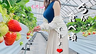 【妄想デート】食べ頃のいちごとママどっちを狩りたい？(With translation　附字幕　자막 있음)