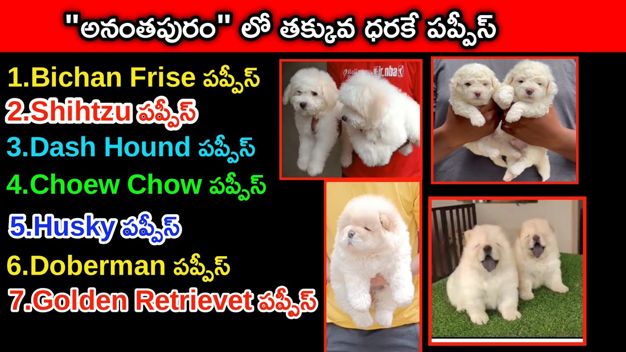 top quality all type of Puppies for sale in telugu/81062 58108 /aj pets