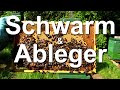 Bienen: Schwarmkontrolle, Königinnen-Ableger bilden, Bienenschwarm fangen, Mini Plus & Segeberger