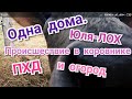 Одна дома. Происшествие в коровнике, ПХД и огород.