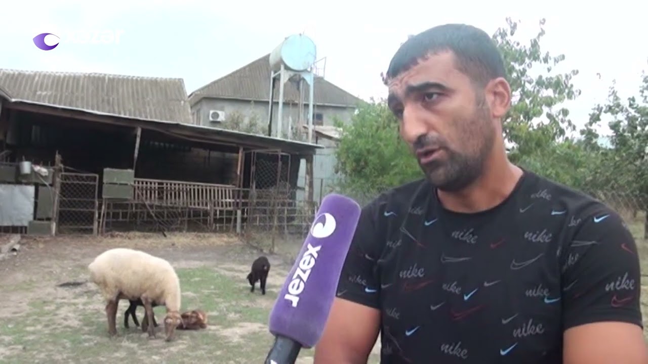 Özünüməşğulluq üçün Masallı sakininə verilən keçilərin qaytarılması tələb edilir