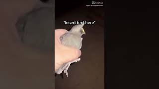 Bird Screaming Meme 