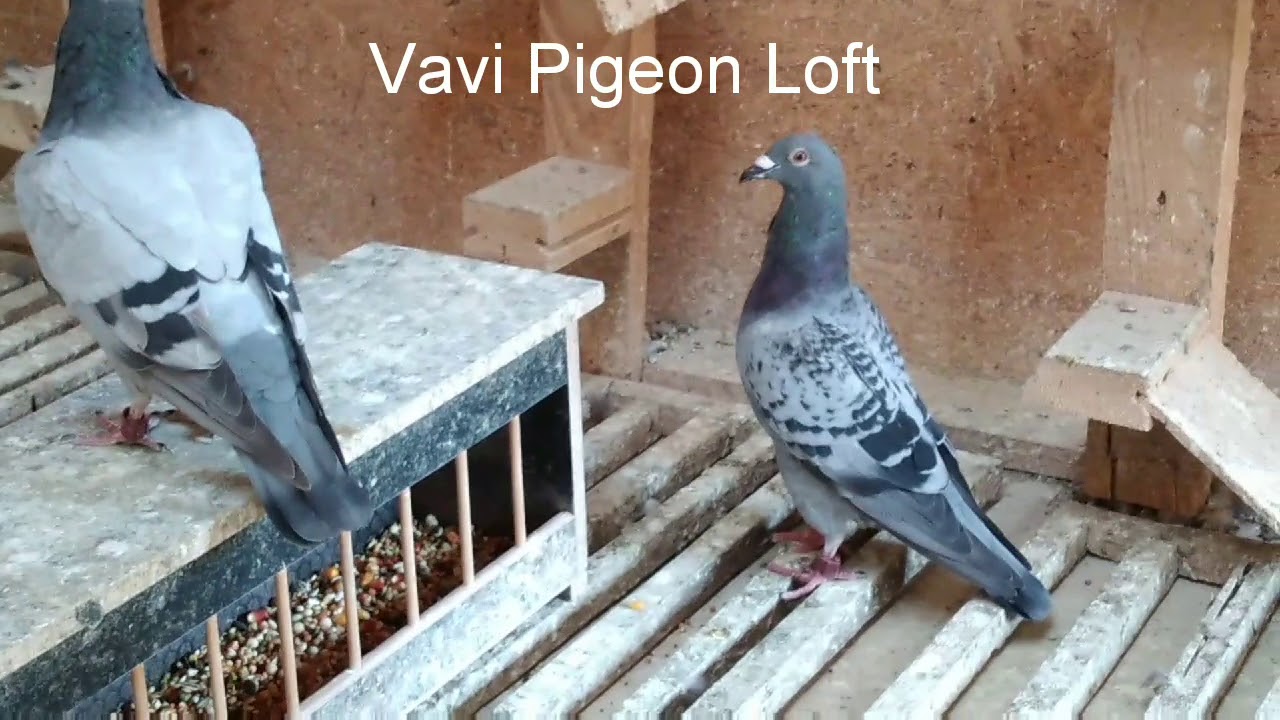 100% PROCENTAJ SOSIRI. SHUMEN 08-09-2019