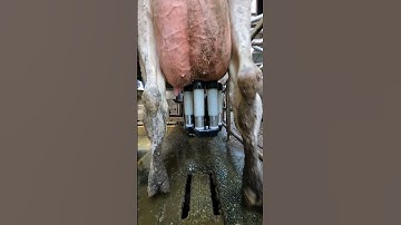 Robotic milking fullwood JOZ merlin M2